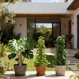 4 Pcs 60cm Stackable Pole Coir Pole for Climbing Plants Growth- Wood Version